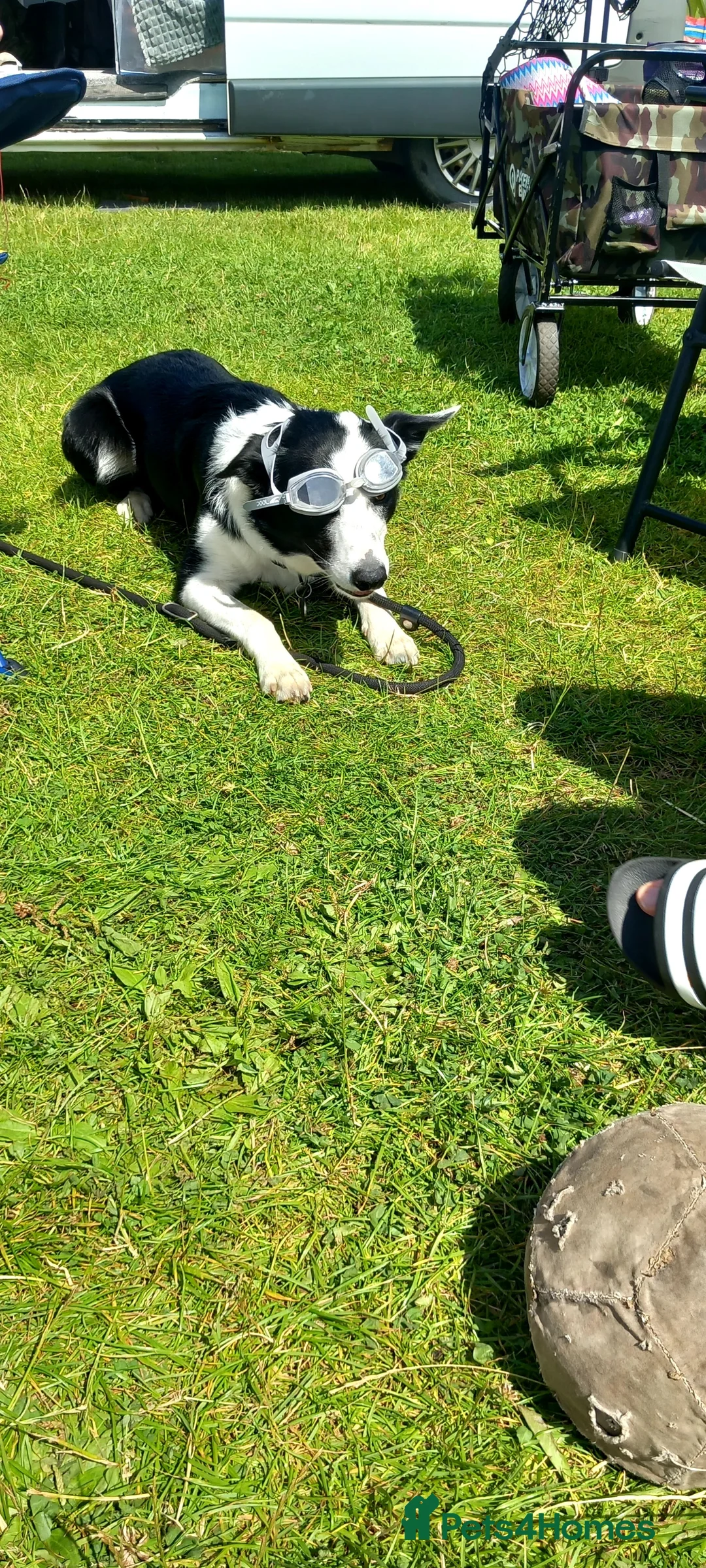 Border Collie dogs for stud: Milo for stud (PROVEN) in Chesterfield - Advert 28
