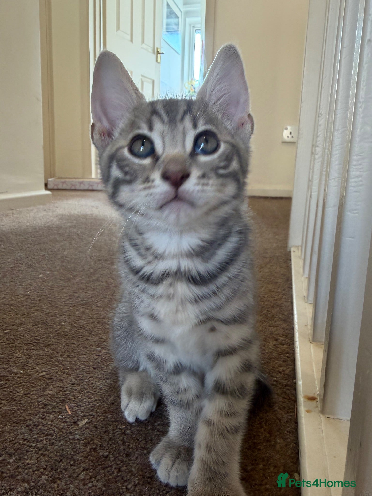 Bengal cats Half bengal kitten - Advert 1
