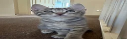 Bengal cats for sale: Half bengal kitten in Horsham - Advert 1