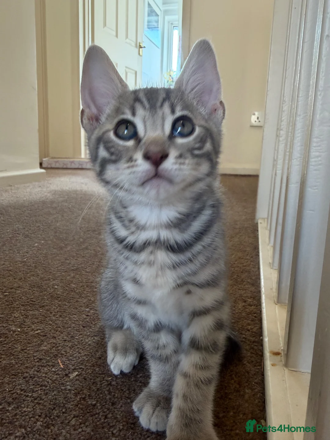 Bengal cats for sale: Half bengal kitten in Horsham - Advert 1