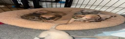 Whippet dogs for sale: Exceptional litter of KC registered whippets - Advert 21