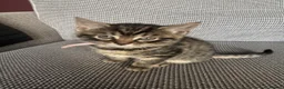 Mixed Breed cats for sale: Adorable Kittens Looking for Their Forever Home - Advert 3