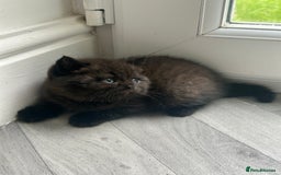 British Shorthair cats for sale: Pure British Shorthair kittens available  - Image 12