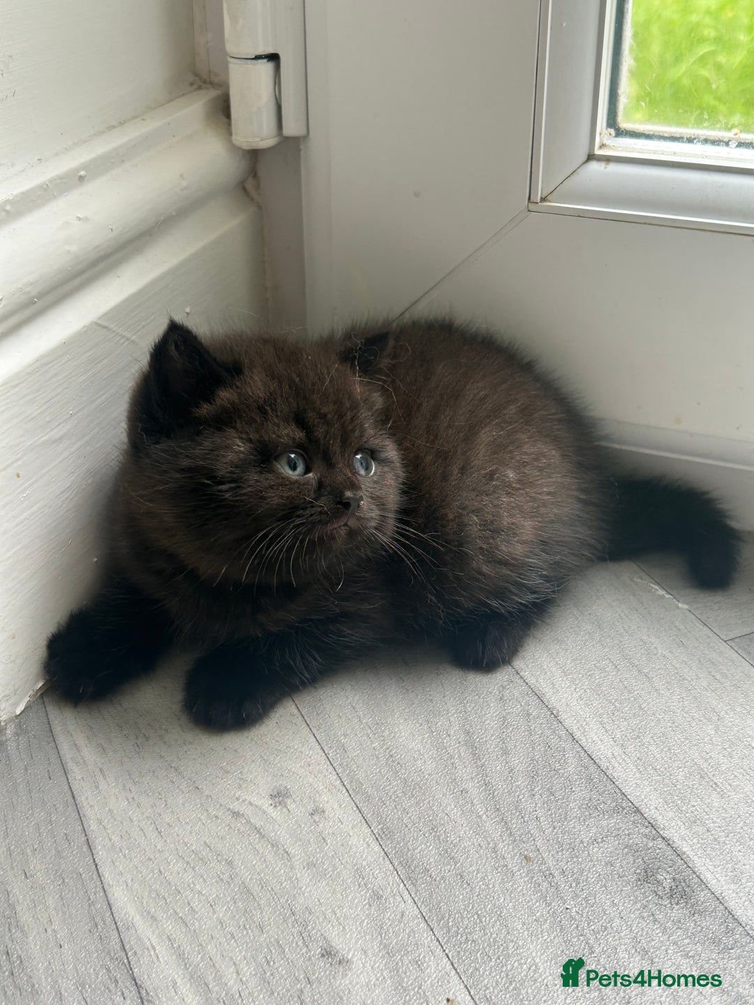British Shorthair cats for sale: Pure British Shorthair kittens available  - Image 12