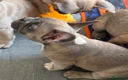 French Bulldog dogs for sale: French bulldogs puppies - Image 20
