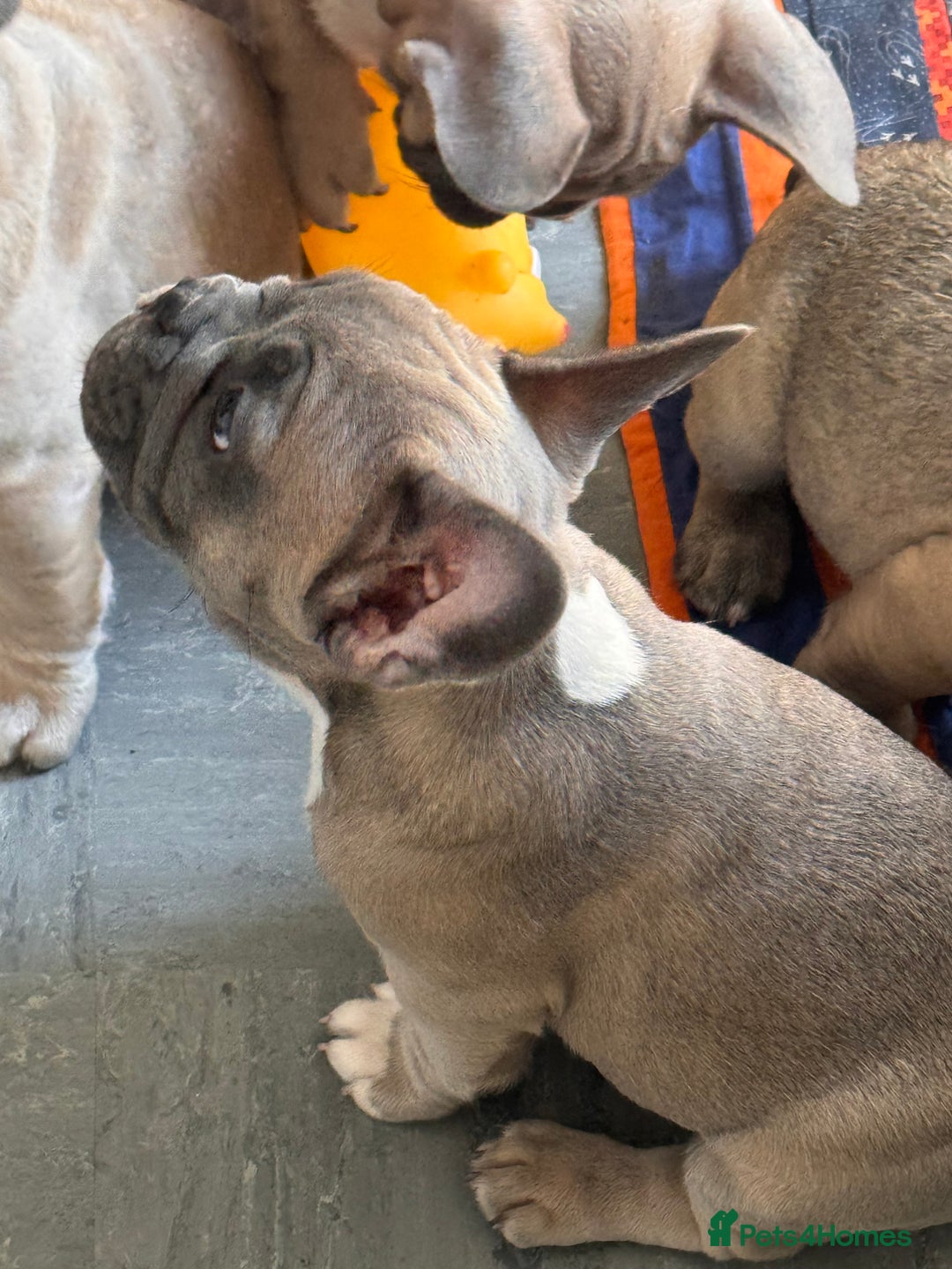French Bulldog dogs for sale: French bulldogs puppies - Image 20