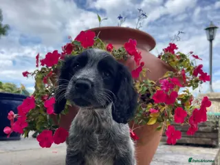 Cocker Spaniel dogs Working cockers - Advert 2