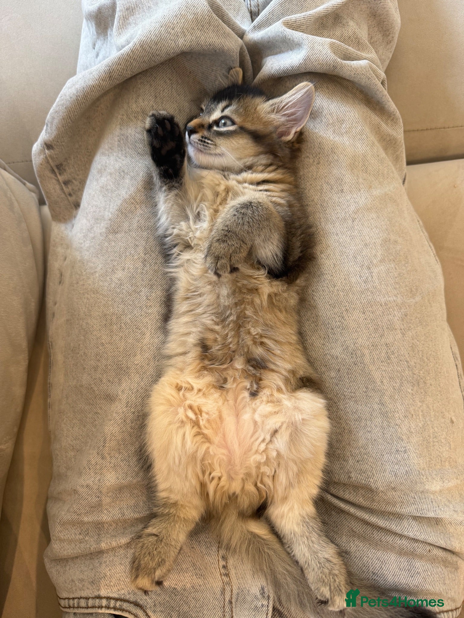 Mixed Breed cats 13 week old Maine coone bengal cross - Advert 1