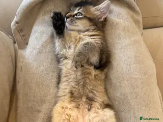Mixed Breed cats 13 week old Maine coone bengal cross - Advert 1