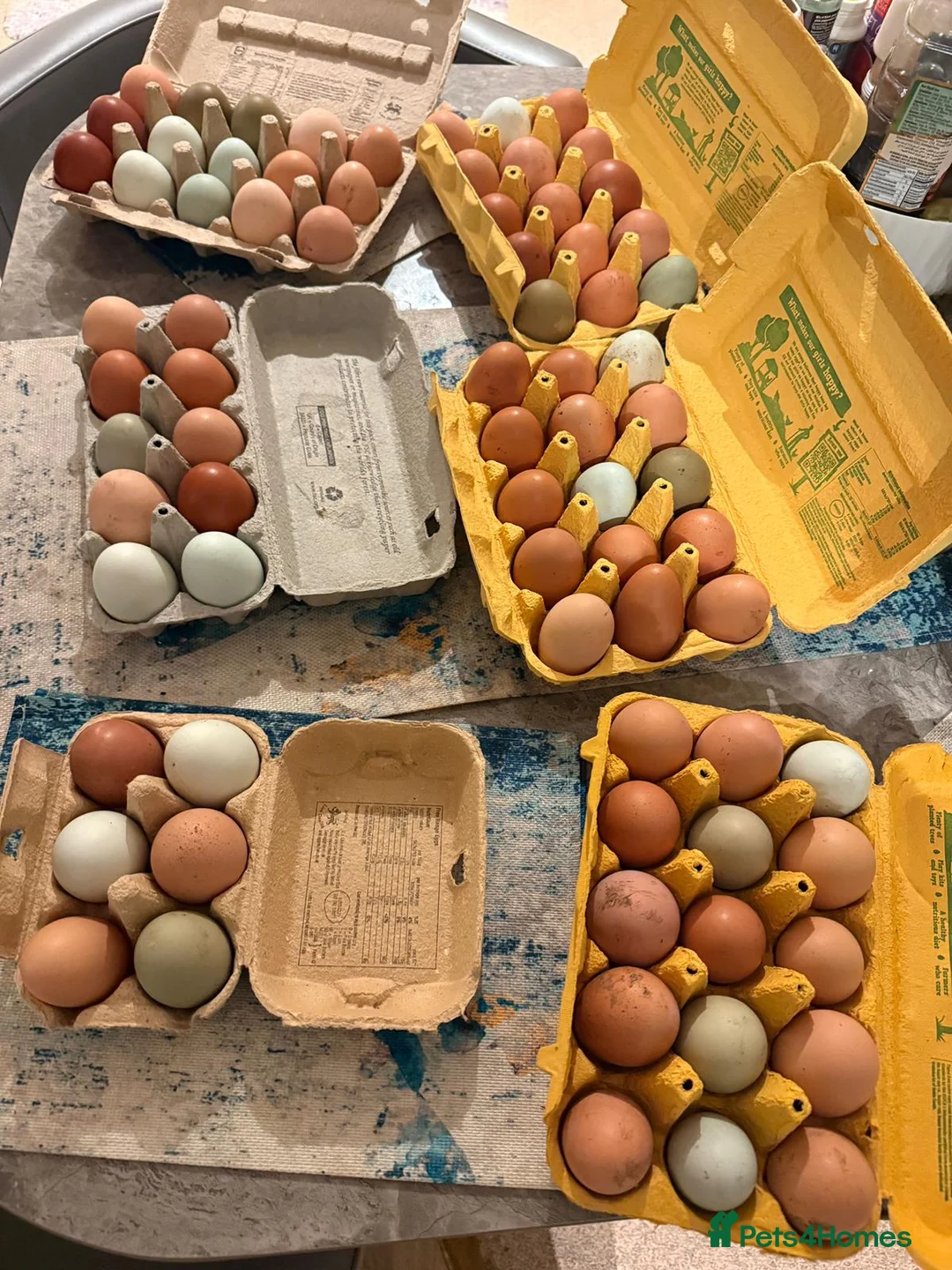Chickens poultry for sale: Chicken Setup for Sale - Rainbow Egg Leyers - Advert 2