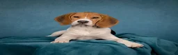 Beagle dogs for sale: Beagle puppy 6 months old male  - Advert 11