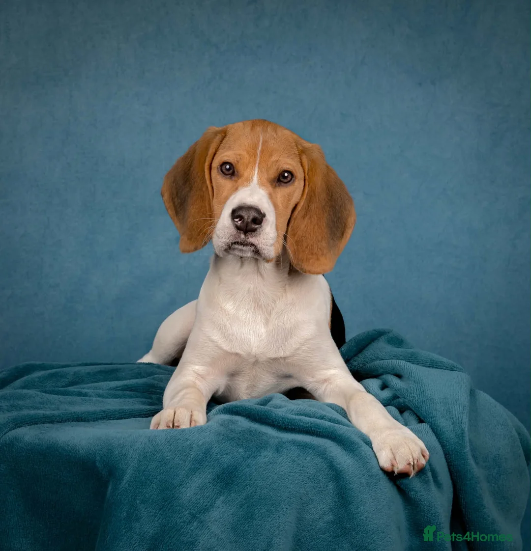 Beagle dogs for sale: Beagle puppy 6 months old male  - Advert 11