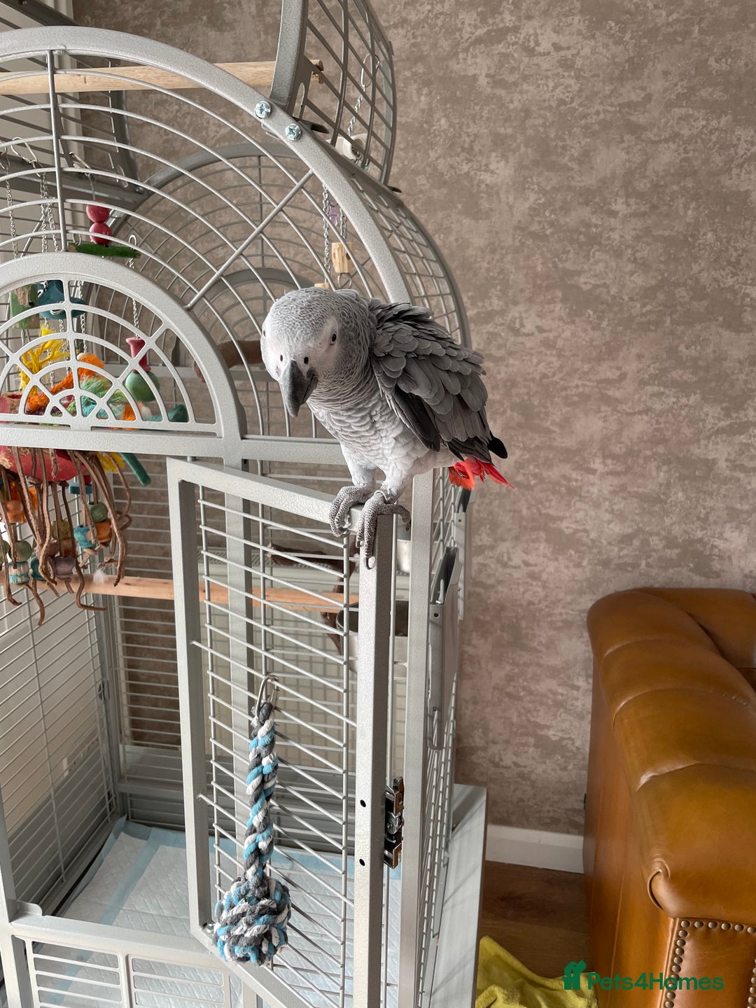 Parrots birds for sale: African Grey Parrot - Image 2