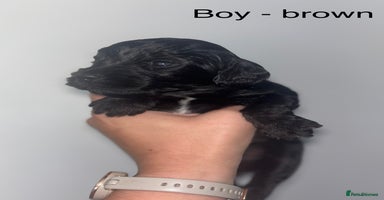 Cockapoo dogs - Advert 11