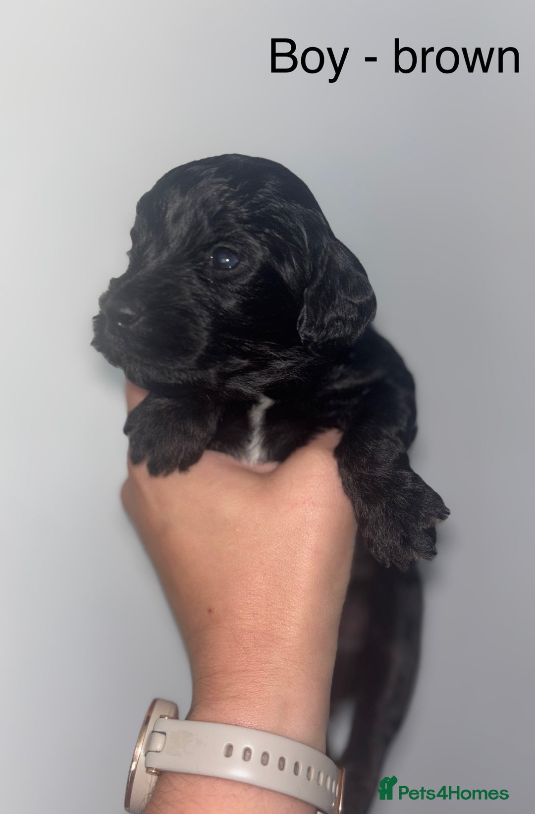 Cockapoo dogs for sale: F1 cockapoos LAST BOY🤎🤎 - Image 7