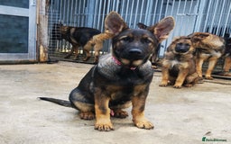 German Shepherd dogs for sale: TOP WORKING BLOODLINES LITTER  in Scunthorpe - Image 28