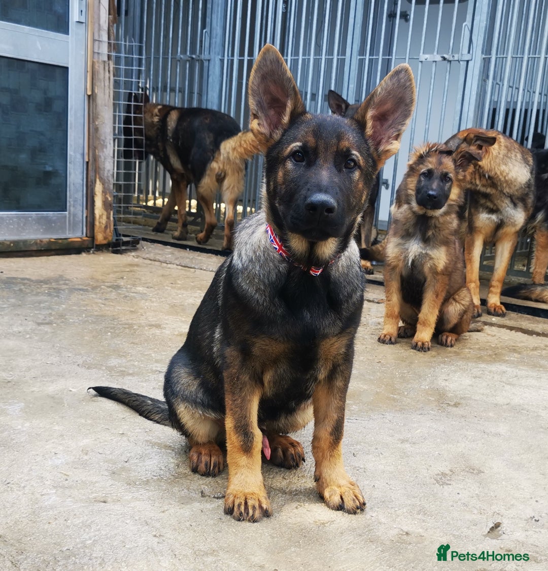 German Shepherd dogs for sale: TOP WORKING BLOODLINES LITTER  in Scunthorpe - Image 28