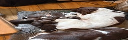 English Springer Spaniel dogs for sale: Beautiful litter of KC REG Puppies - Advert 4