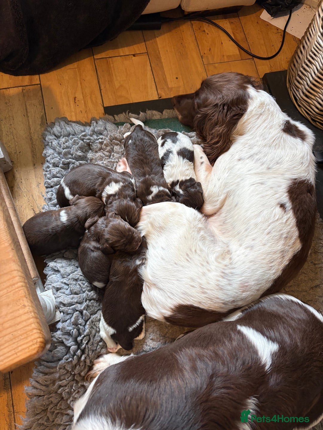 English Springer Spaniel dogs for sale: Beautiful litter of KC REG Puppies - Advert 4