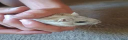 Gerbil rodents for sale: Two male gerbils  in Hereford - Advert 3