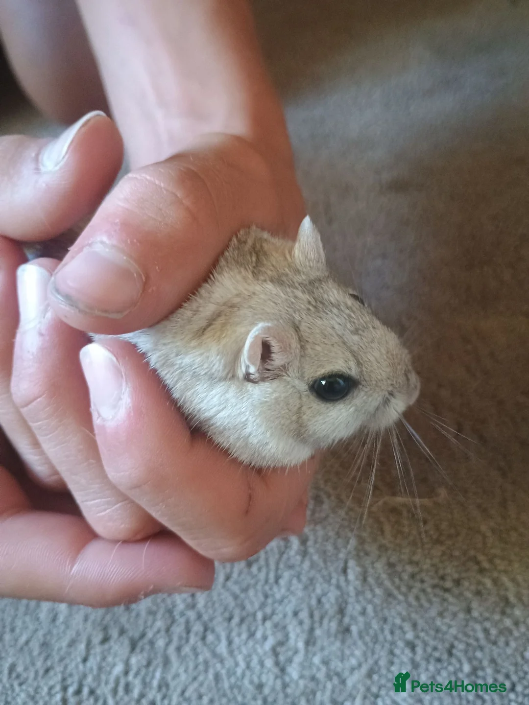 Gerbil rodents for sale: Two male gerbils  in Hereford - Advert 3