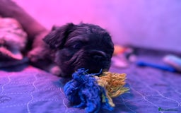 French Bulldog dogs for sale: Quality 5star🌟full visual fluffy French bulldogs  - Image 9