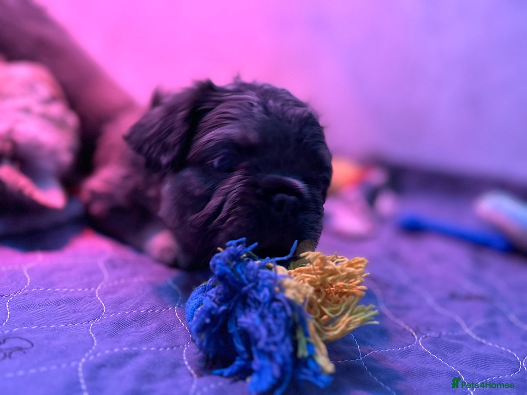 French Bulldog dogs for sale: Quality 5star🌟full visual fluffy French bulldogs  - Image 9