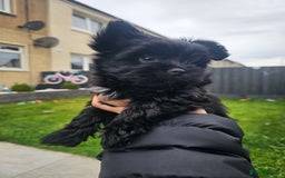 Yorkshire Terrier dogs for sale: SmaltypeYorkshire terrier Chocolate/black IHR.e.V  - Image 6