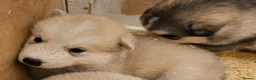 Alaskan Malamute dogs for sale: KC malamute puppies rare colours,exceptional lines - Advert 10