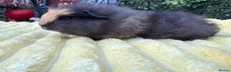 Guinea Pig rodents for sale: Four male guinea pigs  - Advert 3