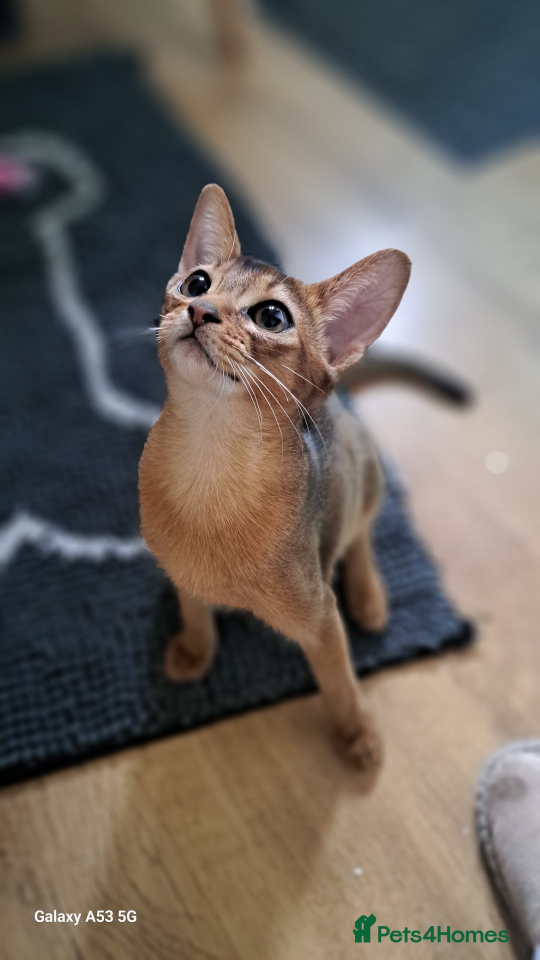 Abyssinian cats for sale: 5✨TICA Beautiful Abyssinian Kittens - Image 9