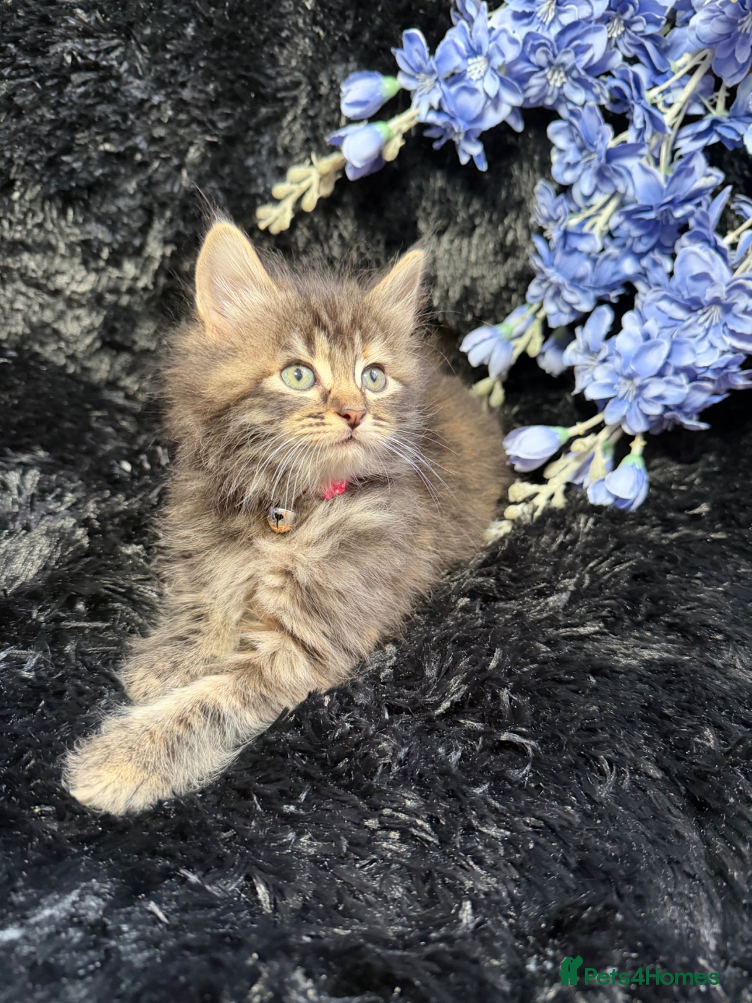 LaPerm cats ❤️Gorgeous LaPerms Ready To Go❤️ - Advert 10