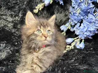 LaPerm cats ❤️Gorgeous LaPerms Ready To Go❤️ - Advert 15