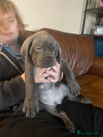 Cane Corso dogs cane corso puppies - Advert 2