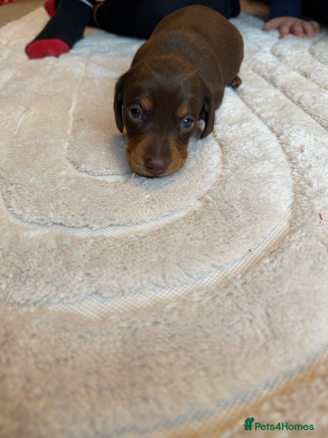 Miniature Dachshund dogs for sale: KC reg Miniature Dachshunds available 24thDecember - Advert 20