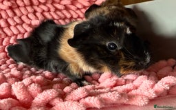 Guinea Pig rodents for sale: Abyssinian Boar Baby, black & tan band & rosettes - Image 3