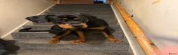 Rottweiler dogs for sale: Regrettable sale - Advert 4