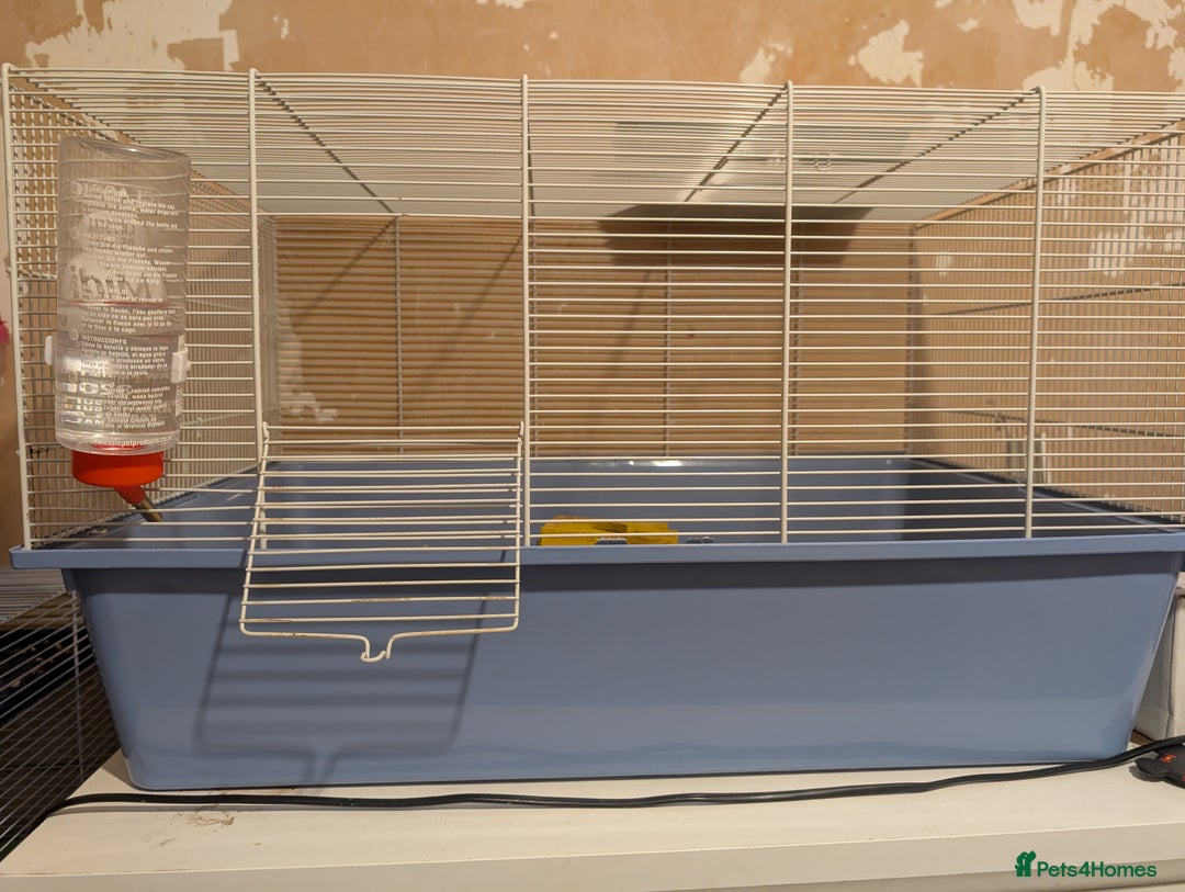 Hamster rodents for sale: Selling female hamster  - Image 2