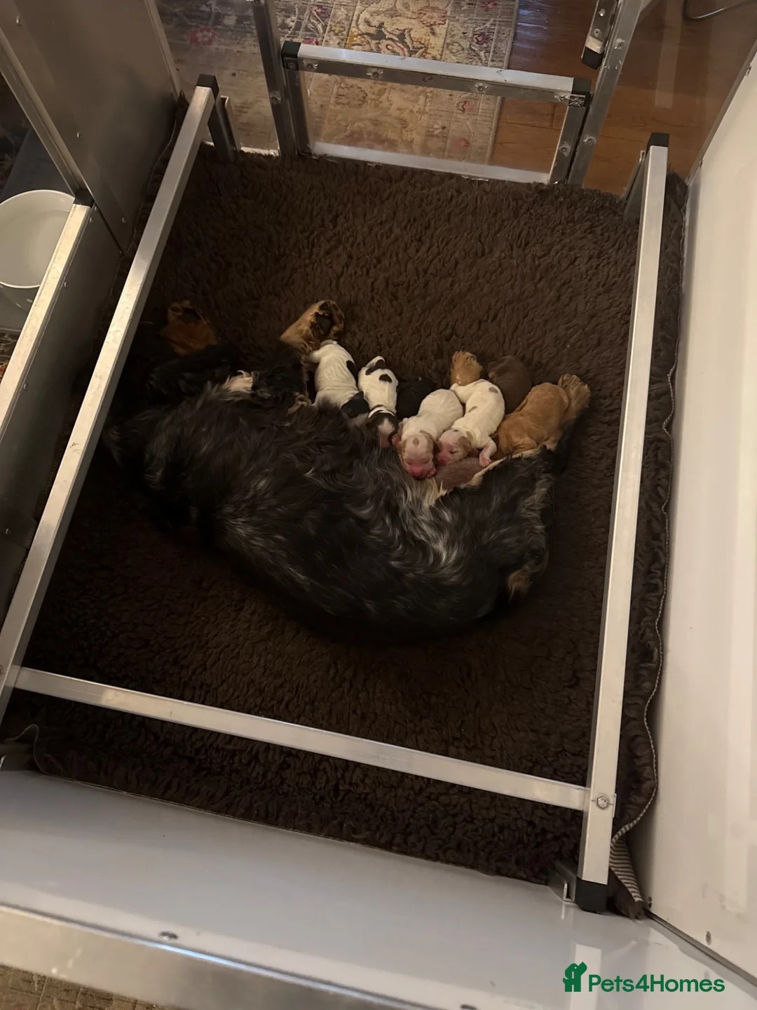 Cocker Spaniel dogs for sale: Kc reg Cocker Spaniel puppies - Advert 23