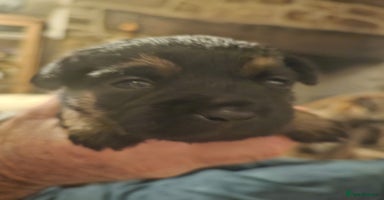 Border Terrier dogs Pedigree kc registered Border Terrier puppies  - Advert 3