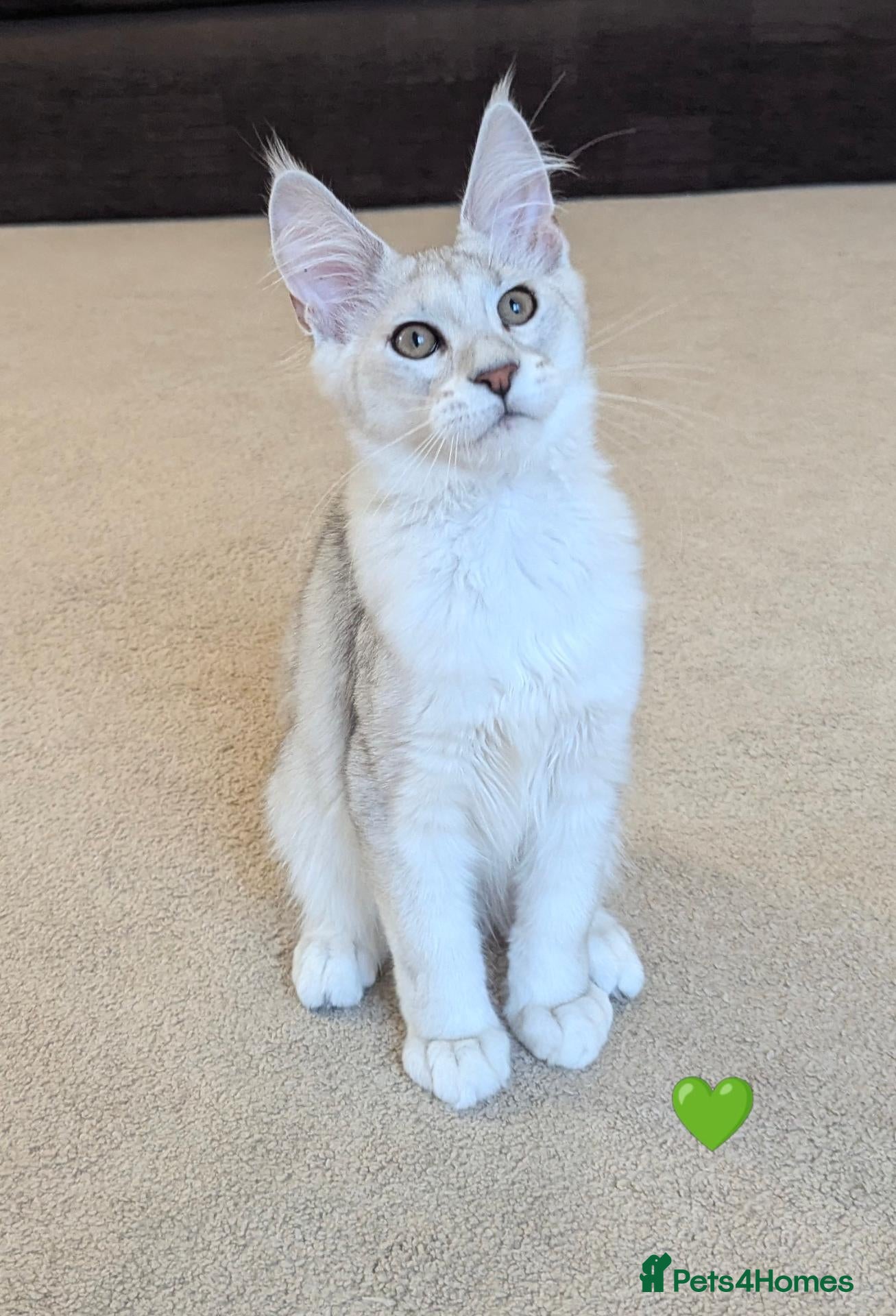 Maine Coon cats Ticked & Shaded Registered Kittens  - Advert 2
