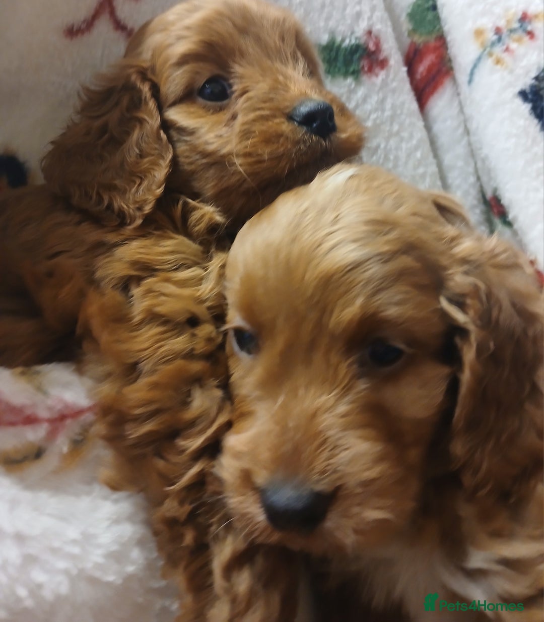 Cockapoo dogs for sale: Cockapoo puppies - Advert 6