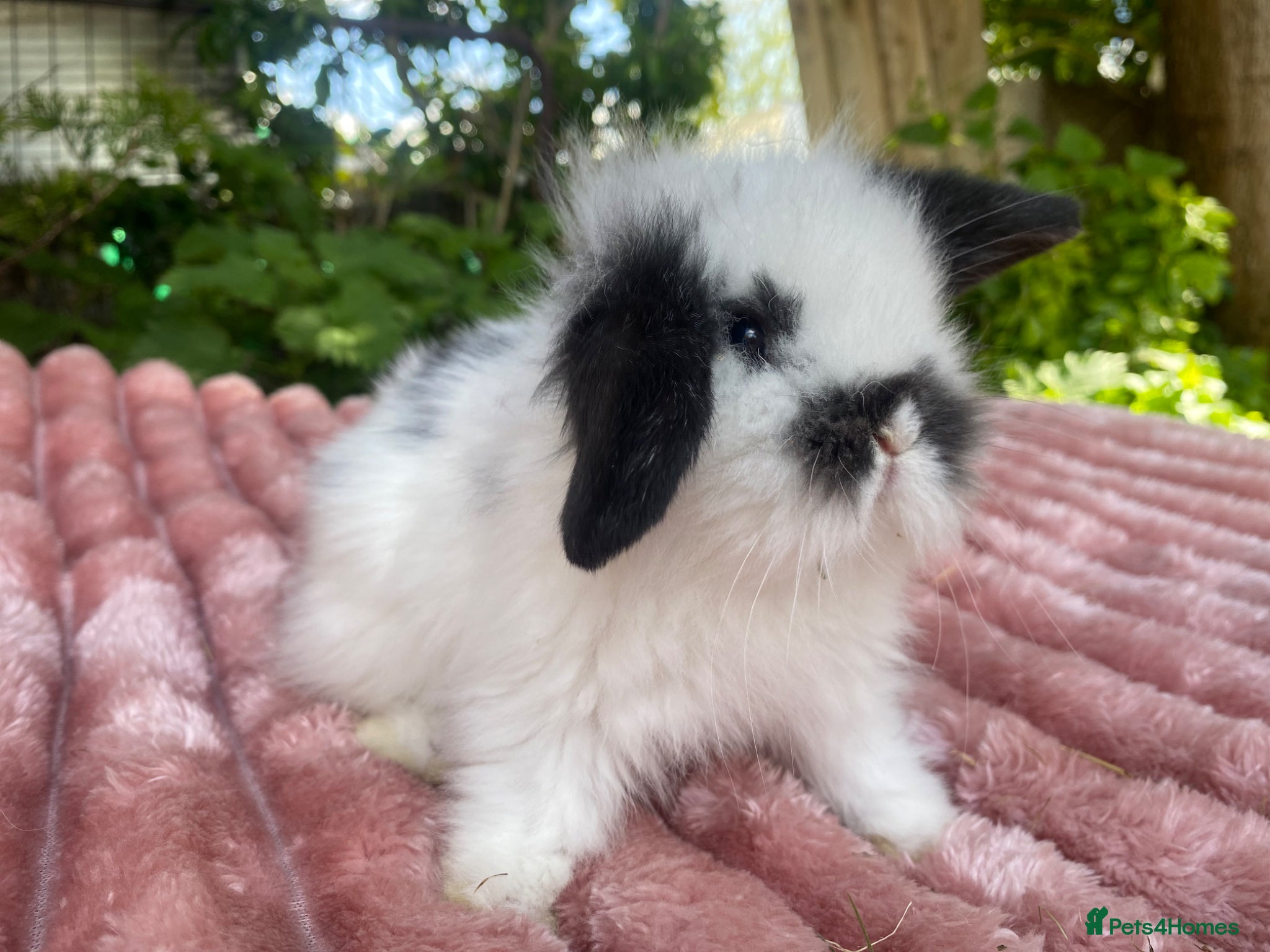 Mini Lion Lop rabbits Double main lion lops and mini lops - Advert 7