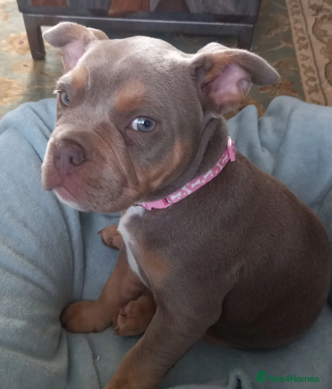 Mixed Breed dogs for sale: French bulldog +pocket bully in Birmingham - Advert 1