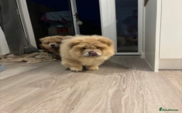 Chow Chow dogs for sale: Champion pedigree chow chow puppies in Northampton - Image 8