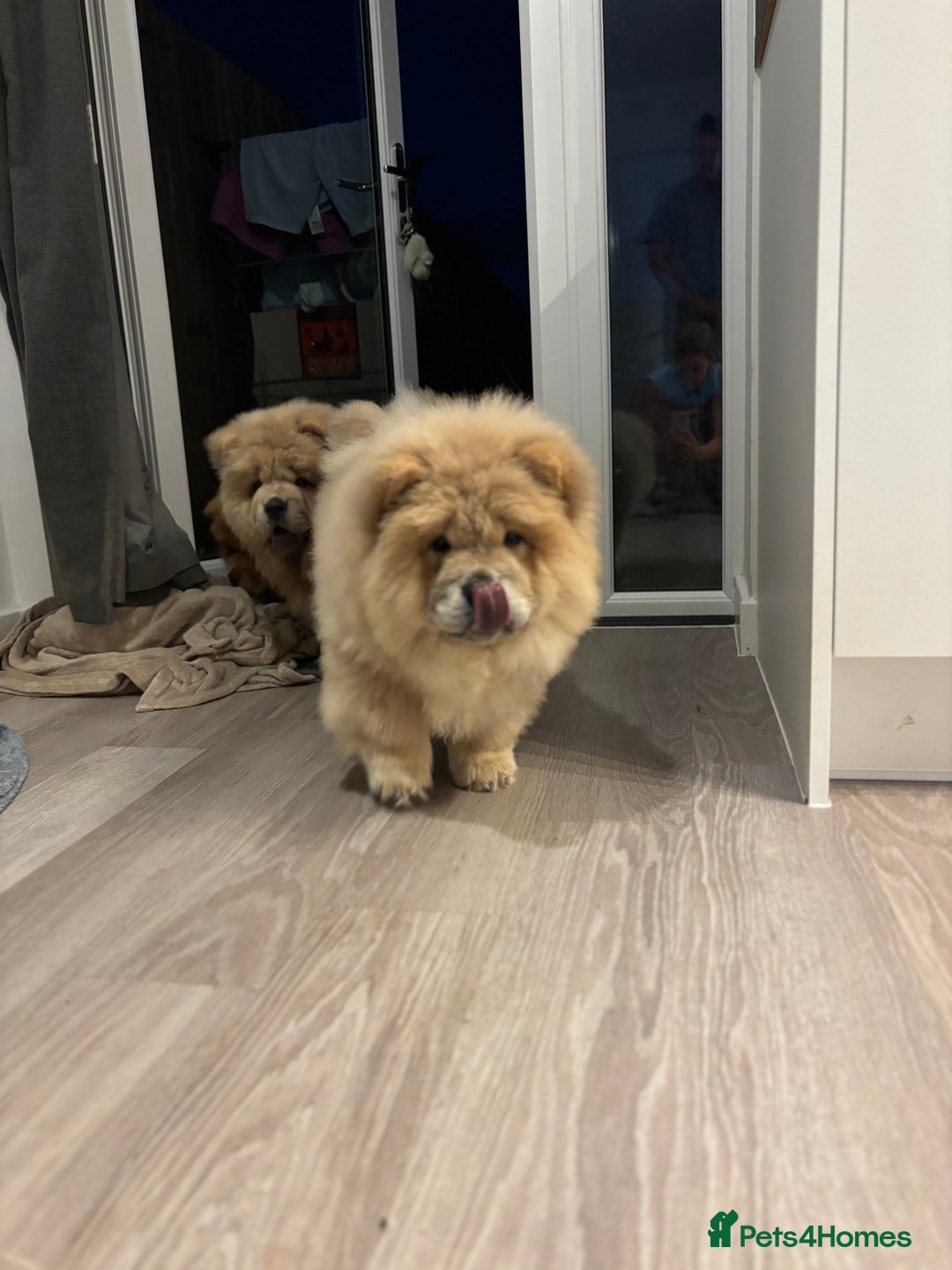 Chow Chow dogs for sale: Champion pedigree chow chow puppies in Northampton - Image 8