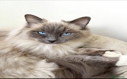 Ragdoll cats for sale: GCCF Pure Ragdoll Seal/Blue Point Lynx Mitted - Advert 2