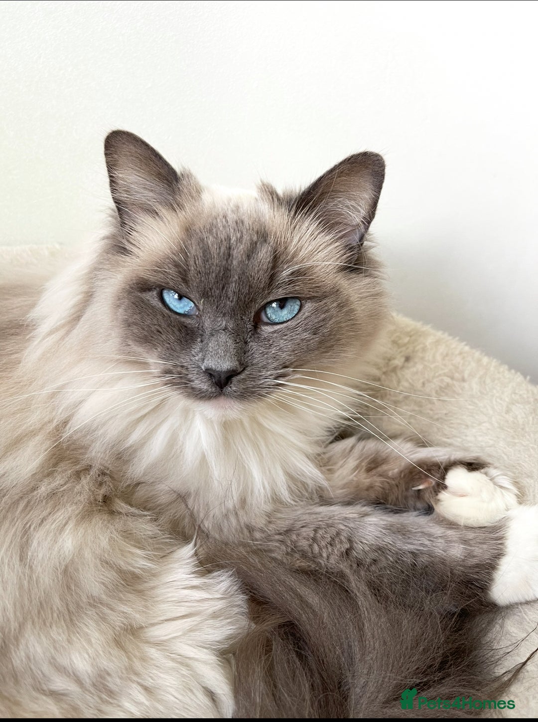 Ragdoll cats for sale: GCCF Pure Ragdoll Seal/Blue Point Lynx Mitted - Advert 2