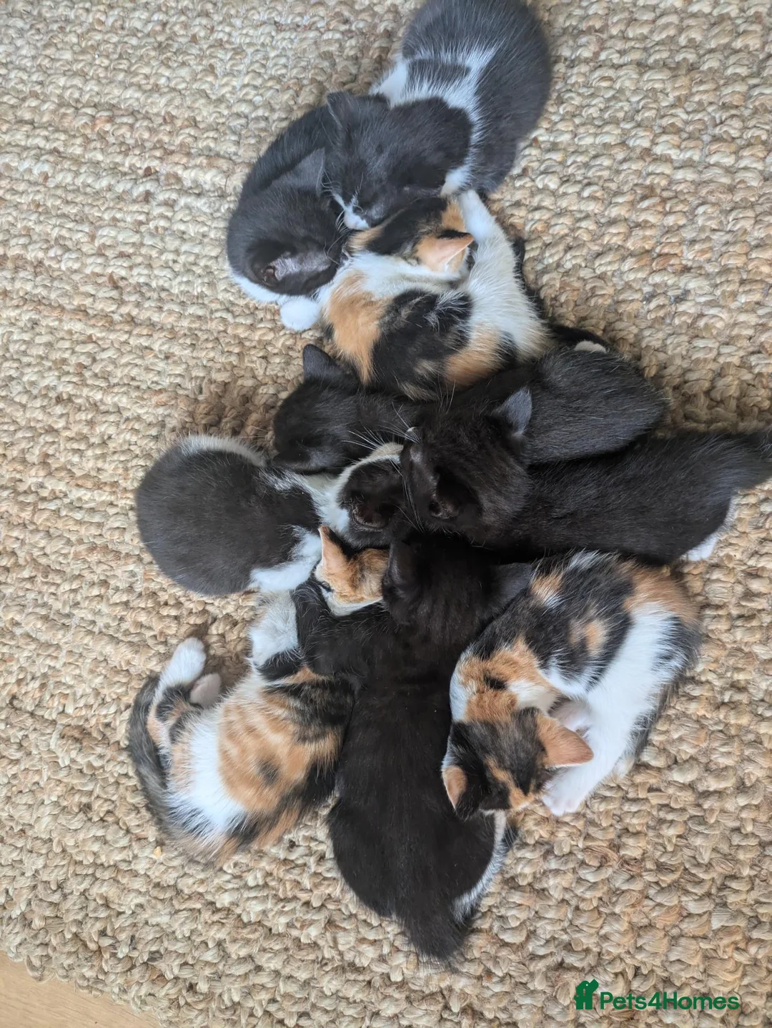 Mixed Breed cats for sale: Kittens  in Bristol - Advert 2