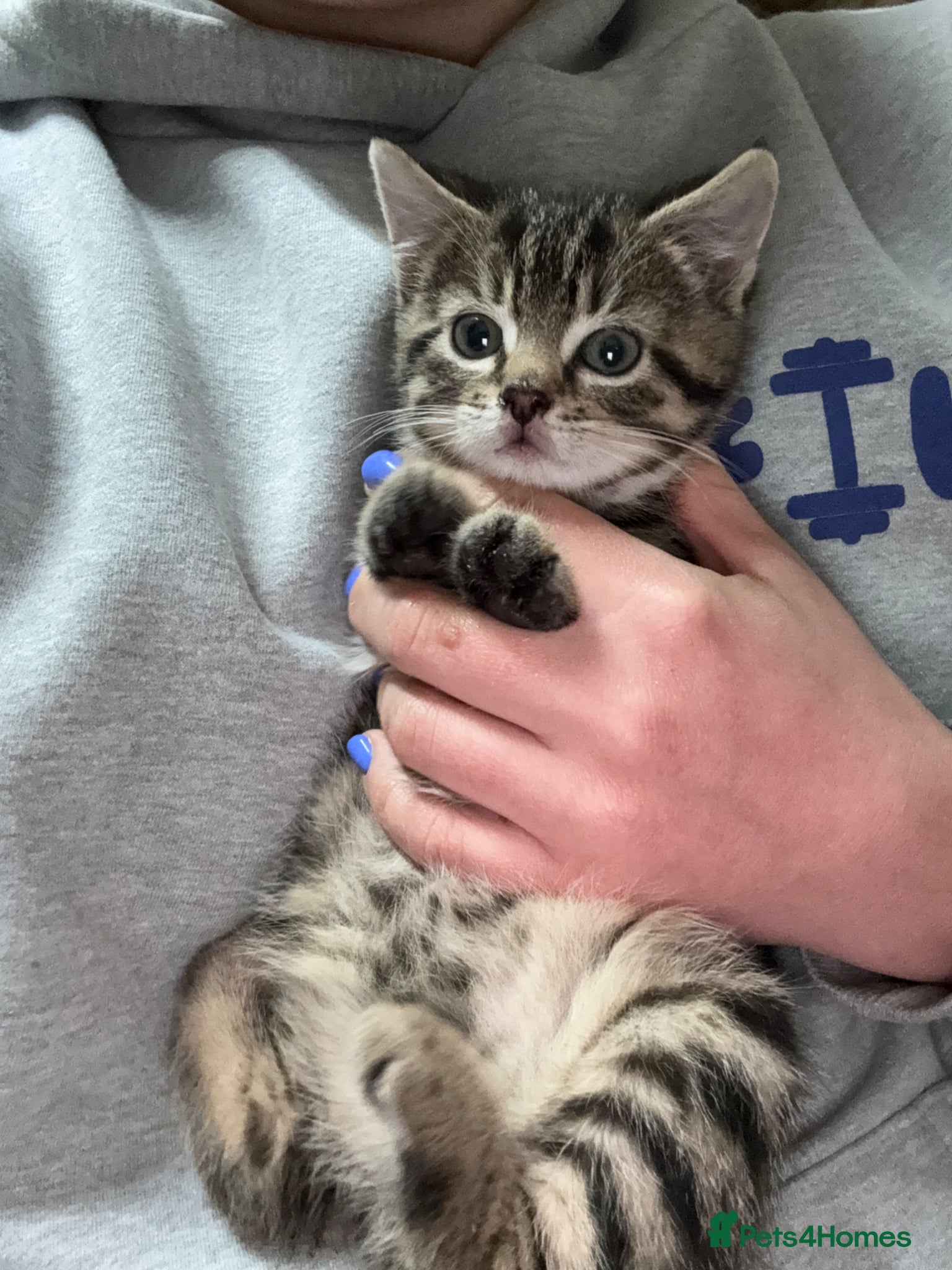 British Shorthair cats Little Tabby Kitten  - Advert 4